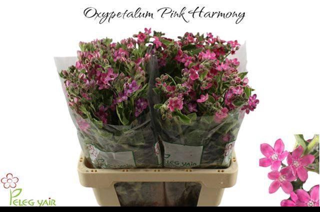 <h4>OXY CO PINK HARMONY</h4>