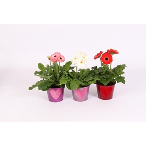 Gerbera 2+bl 12cm in zinken pot met velvet hart 3 ass