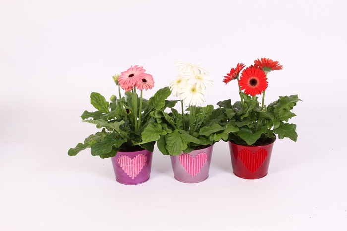 <h4>Gerbera 2+bl 12cm in zinken pot met velvet hart 3 ass</h4>