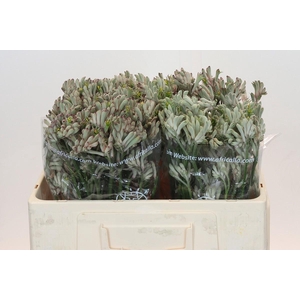 Anigozanthos Bush Diamond