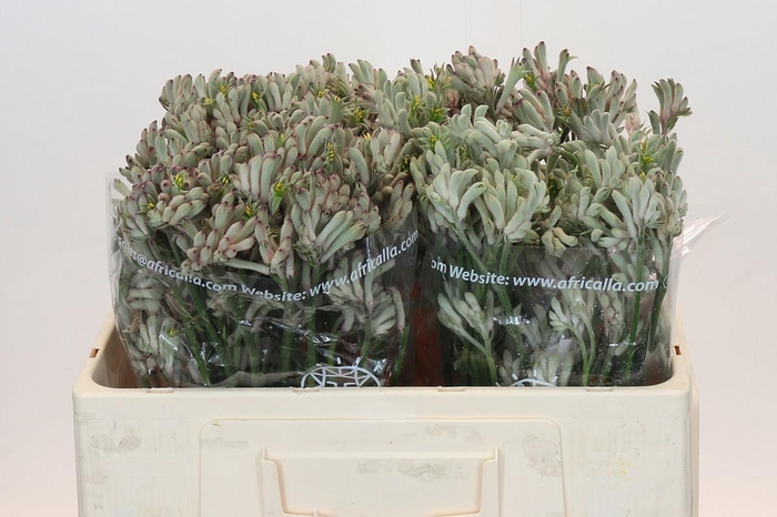 <h4>Anigozanthos Bush Diamond</h4>