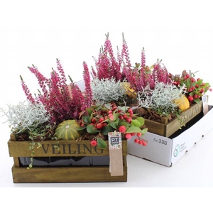 ARR TUINPLANTEN