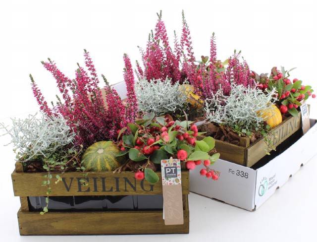 <h4>ARR TUINPLANTEN</h4>