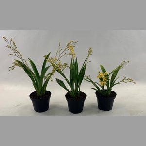 ONCIDIUM OV