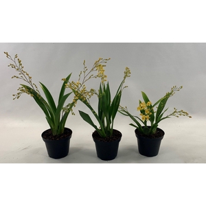 ONCIDIUM OV