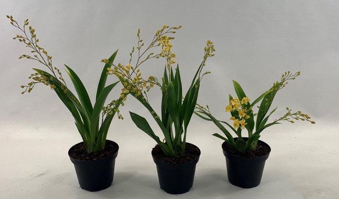 <h4>ONCIDIUM OV</h4>