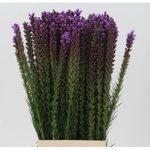 LIATRIS SPICATA