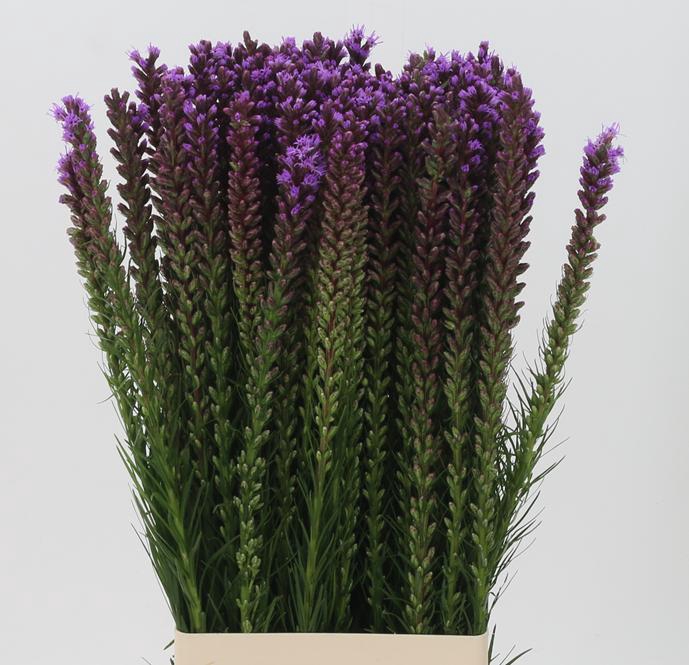 <h4>LIATRIS SPICATA</h4>