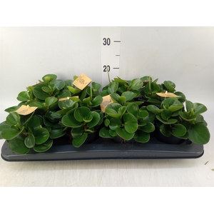 Peperomia obt. 'Obtipan'