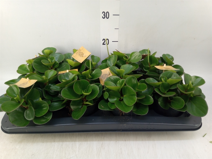 <h4>Peperomia obt. 'Obtipan'</h4>