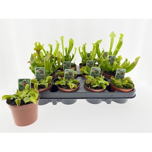 VLEESETENDE PLANTEN