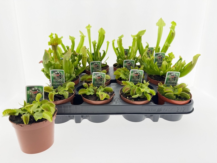<h4>VLEESETENDE PLANTEN</h4>