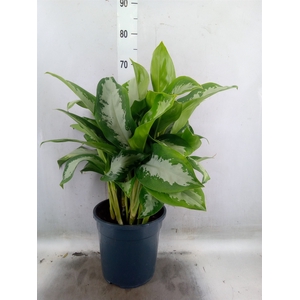 Aglaonema  'Diamond Bay'