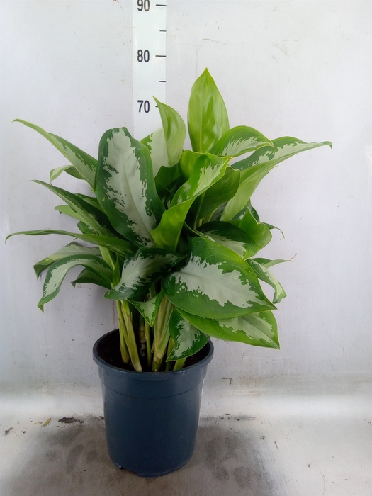 <h4>Aglaonema  'Diamond Bay'</h4>