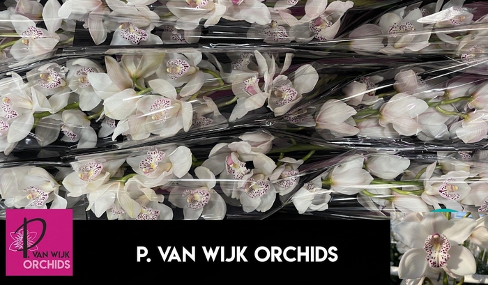 <h4>CYMB T VENEZIA</h4>