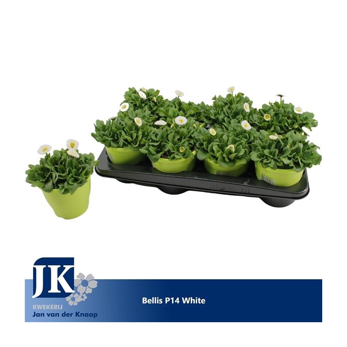 <h4>Bellis p14 TST pot white</h4>