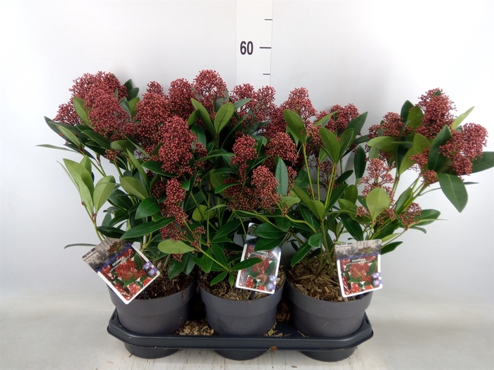 <h4>Skimmia jap. 'Rubella'</h4>