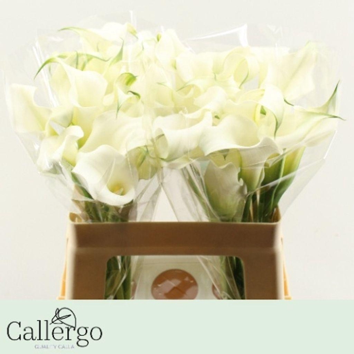 <h4>Zantedeschia white present</h4>