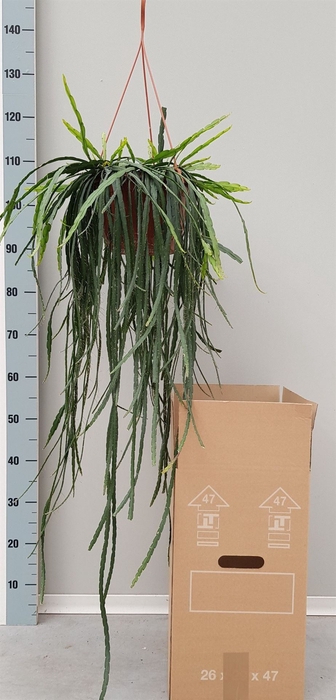 <h4>Rhipsalis   ...</h4>