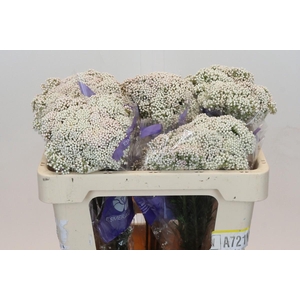 Ozothamnus Cooks Snow White