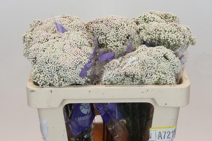 Ozothamnus Cooks Snow White