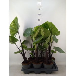 Alocasia  'Black Cobra'