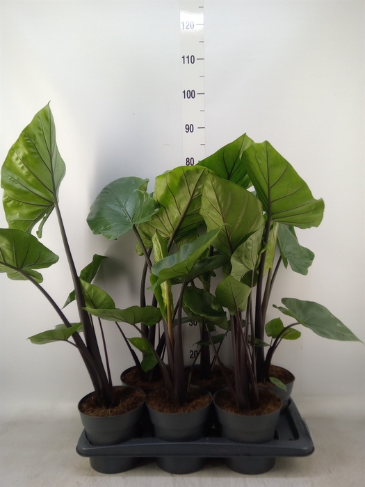 <h4>Alocasia  'Black Cobra'</h4>