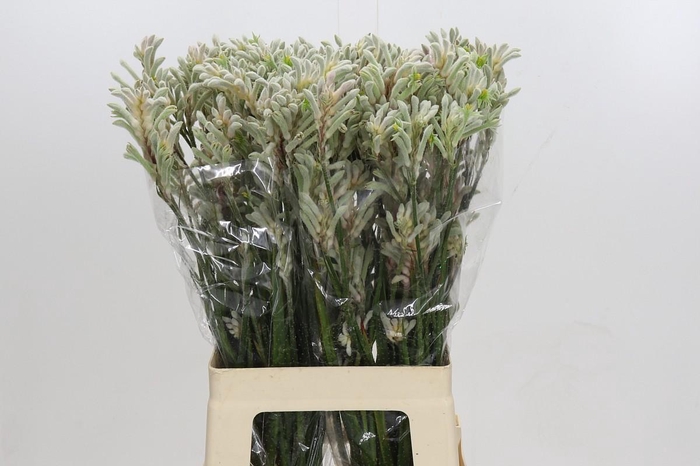 <h4>Anigozanthos Bush Diamond</h4>