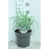 Arundo Donax Variegata