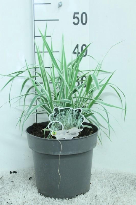 <h4>Arundo Donax Variegata</h4>