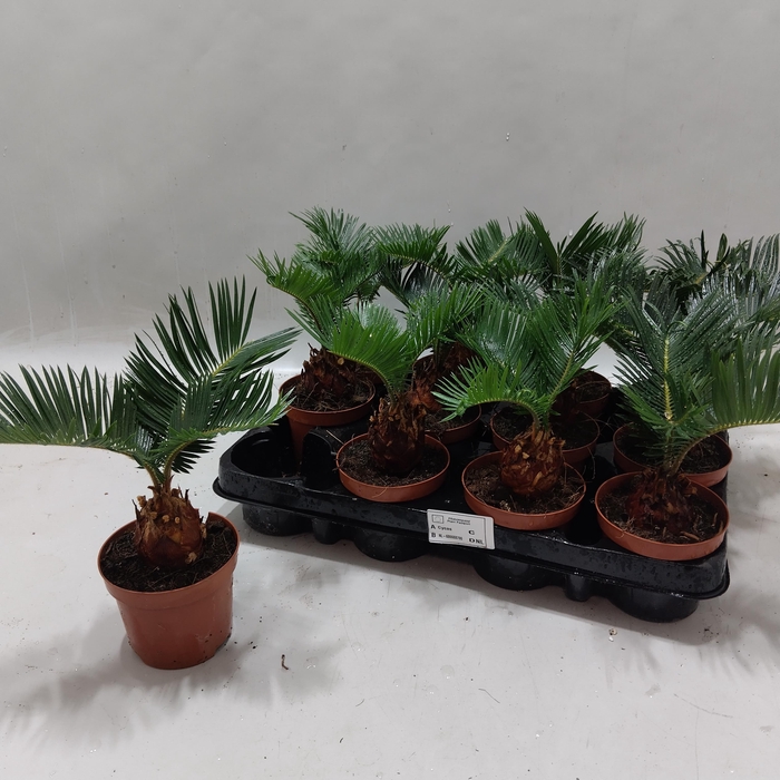 <h4>CYCAS REVOLUTA</h4>