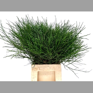 HUCKLEBERRY PER BOS 55 CM