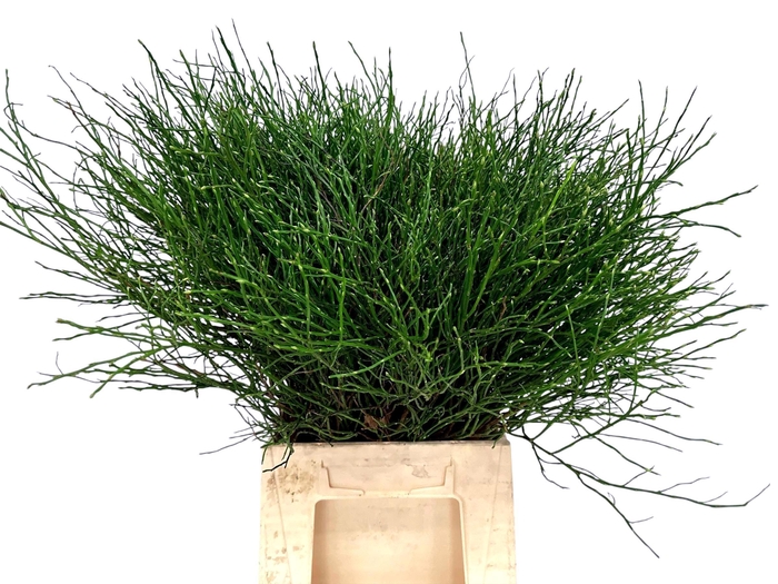 <h4>VACC HUCKLEBERRY BS</h4>