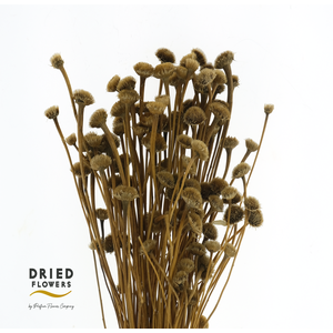 Dried Wild Daisy Natural