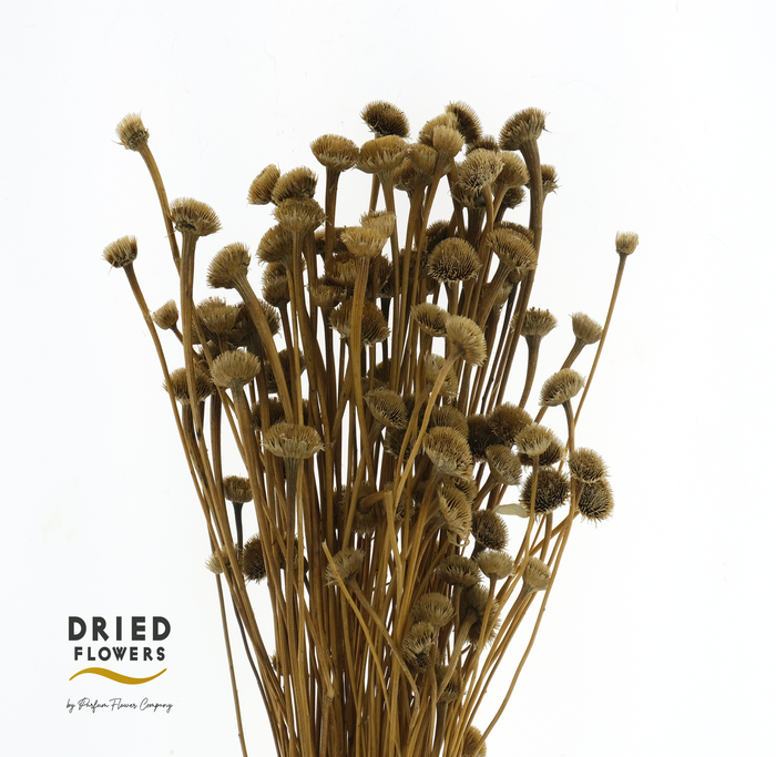 Dried Wild Daisy Natural