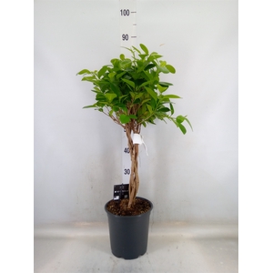 Ficus microcarpa 'Moclame'
