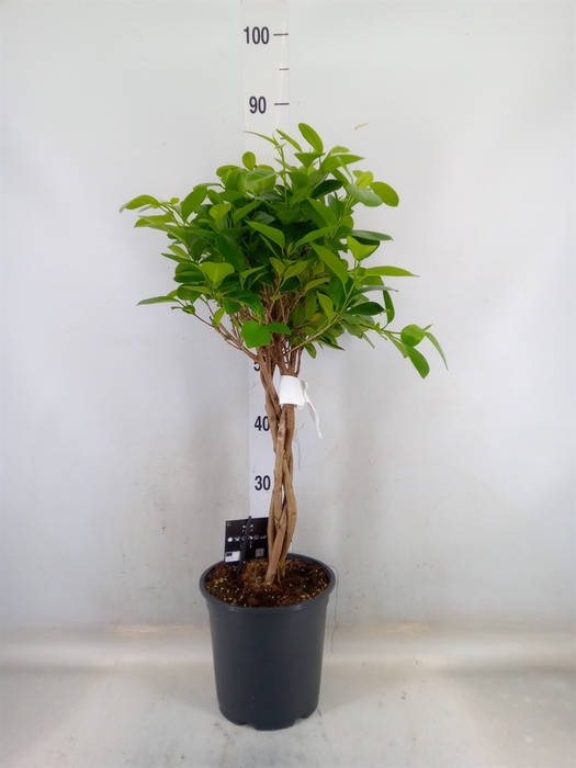 <h4>Ficus microcarpa 'Moclame'</h4>