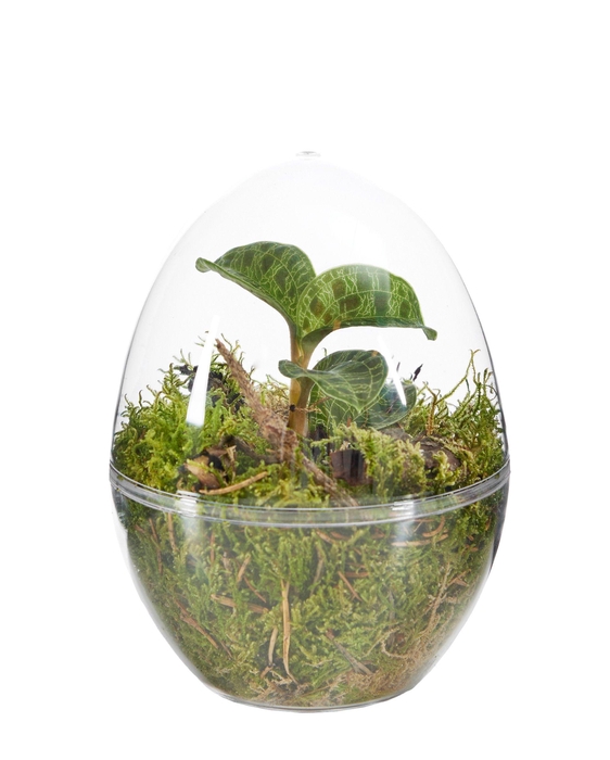 <h4>Jewel Orchid Terrarrium</h4>