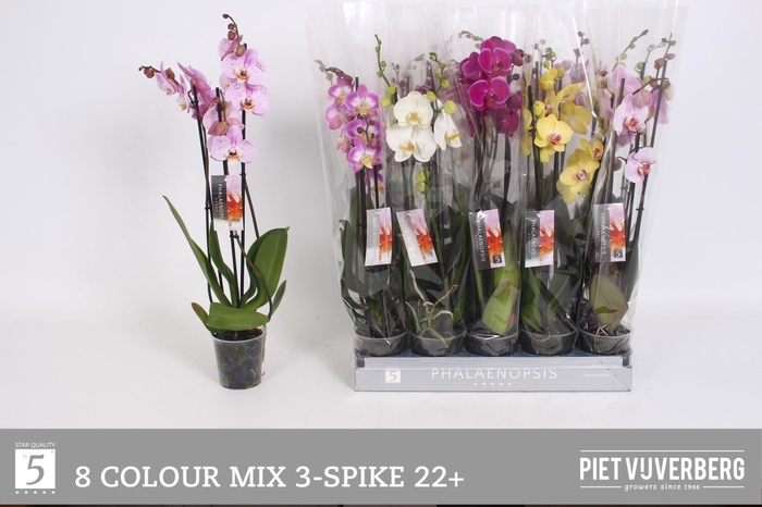 <h4>PHAL GEM 8 KL</h4>