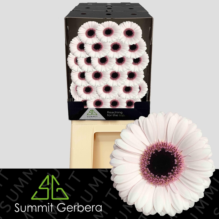 <h4>Germini Abby Lou Diamond</h4>