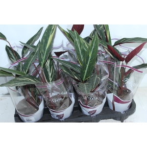 CALATHEA SPECIAL CAIS P12