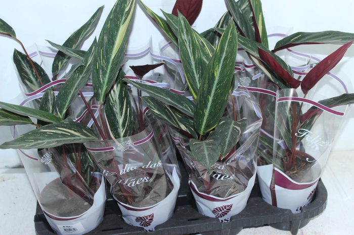 <h4>CALATHEA SPECIAL CAIS P12</h4>