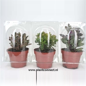 177 Succulent solo blister 12 cm
