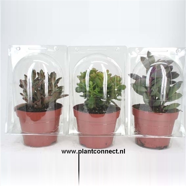 <h4>177 Succulent solo blister 12 cm</h4>