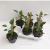 Alocasia