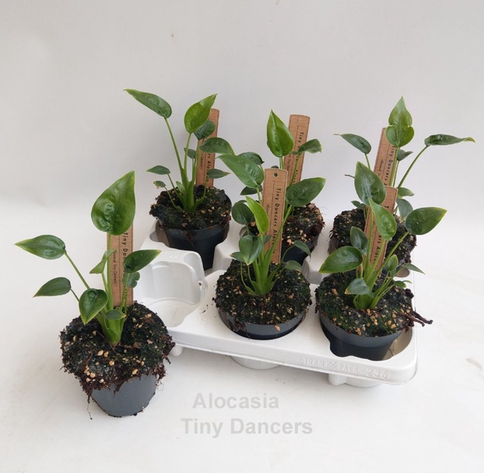 <h4>Alocasia</h4>