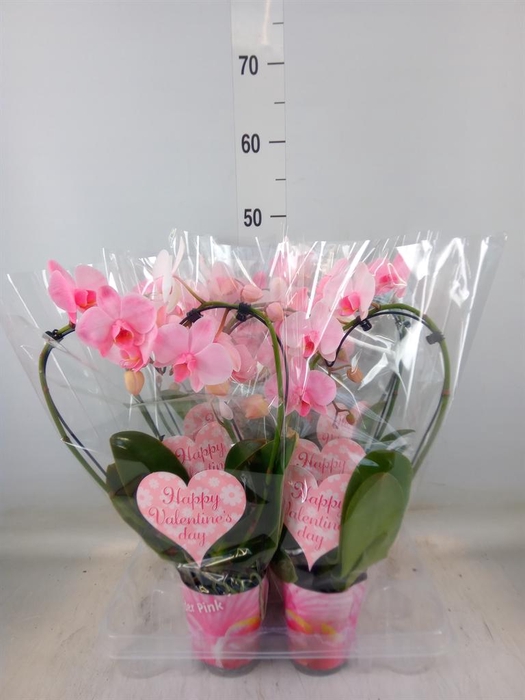 <h4>Phalaenopsis   ...</h4>