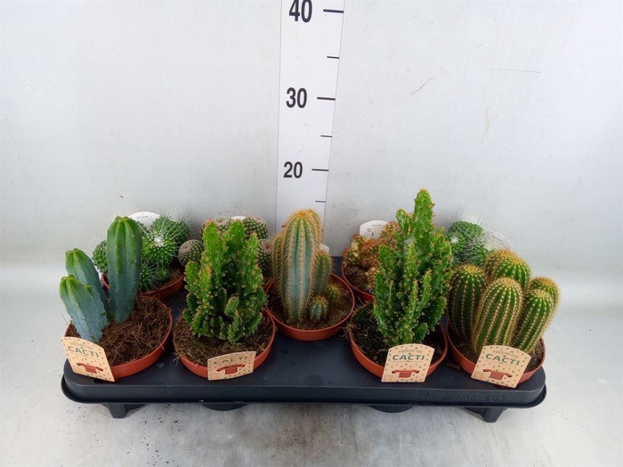 <h4>Cactus   ...mix</h4>