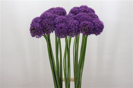 <h4>Allium Grootbloemig</h4>