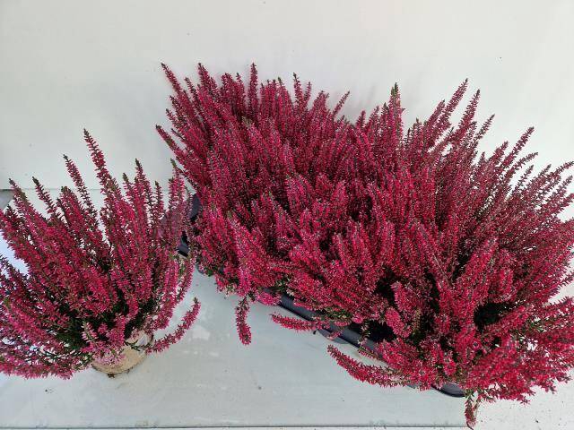 <h4>CALLU GA G ATHENE P12</h4>